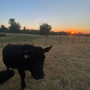 Meet your Posher, Ella